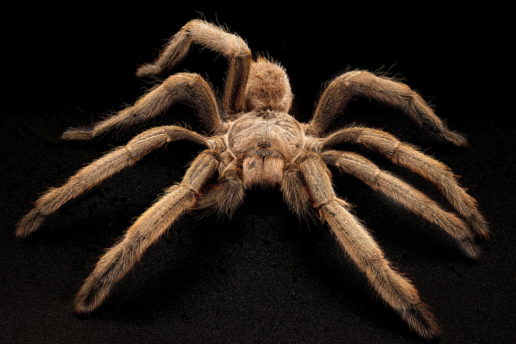 Spiders - Phlogius Hirsutus