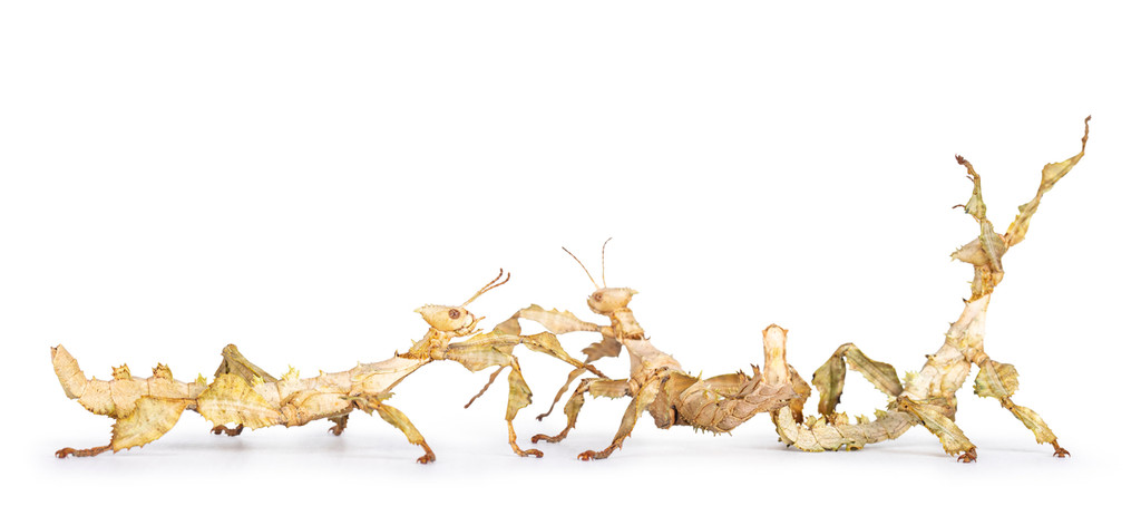 Spiny Leaf Insect