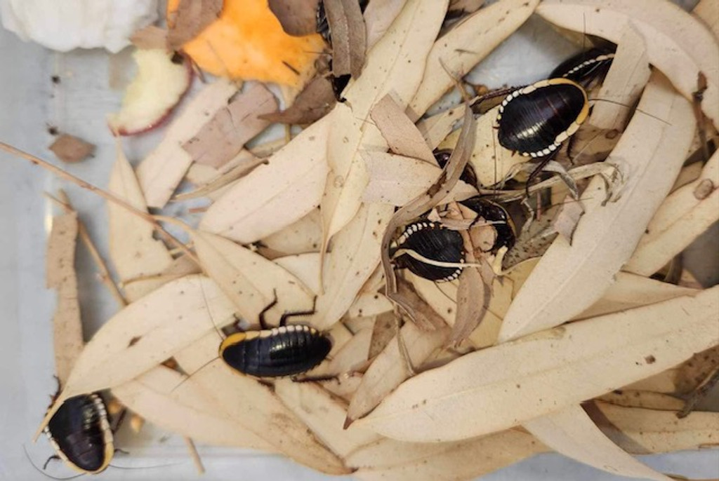 Cosmozosteria sloanei - Barred Cockroach