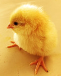 Frozen day old chicks