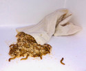 Mealworms - regular 50gms