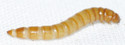 mealworm