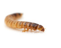 mealworm
