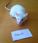 Frozen Adult Mice - 5 pack 100g/pk