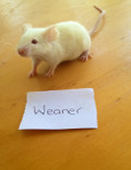 Frozen Mice Weaner - 50 pack 750g/pk