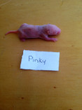 Frozen Pinky Rats
