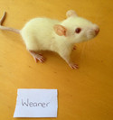 Frozen Weaner Rats