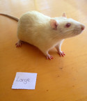 Frozen Large Rats