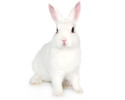 Frozen Rabbit 500 grams