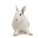 Frozen Rabbit 750grams