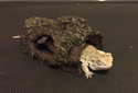 Small Tree Log **SPECIAL PRICE**