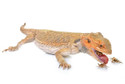 Value Pack - 3500 Pin Crickets