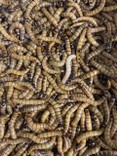 Superworms (Zophobas morio) 1kg