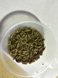 50 grams of black soldier fly larvae