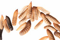 Black soldier fly larvae