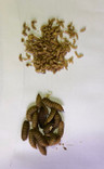black soldier fly larvae