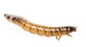 superworms zoophobas
