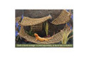 Lizard Lounger Vine