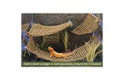 Lizard Lounger Sun Lover