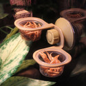 Dual Hanging Feeder