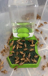 Automatic water dispenser