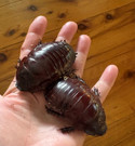 Giant Burrowing Cockroach - large