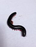 millipede