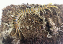 Australian tiger centipede