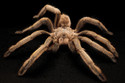 Spiders - Phlogius Hirsutus