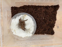 Spider - Selenotholus Stirlingi
