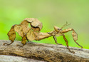 Spiny Stick Insect