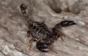 black rock scorpion