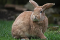 Frozen Rabbits - 300gms