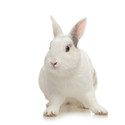 Frozen Rabbits - 300gms