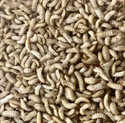 Black Soldier Fly Larvae 1kg
