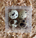 Frozen Quail Eggs - 4 pack