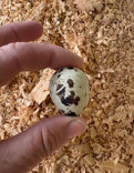 Frozen Quail Eggs - 4 pack