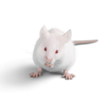 Frozen Mice
