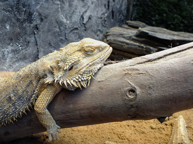 Winter Care for your pet reptiles