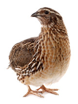 Frozen Quail (Small Adult) 4pk 480g