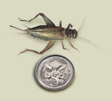 Frozen Crickets 1kg