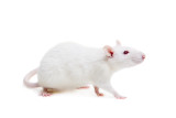 Frozen Small Rats