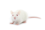 Frozen Large Rats