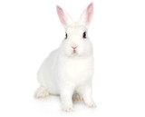 Frozen Rabbit 750grams
