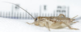 Classic Pack - 220 small crickets