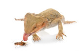 bearded dragon eating a cricket