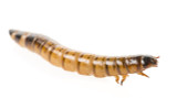 superworm