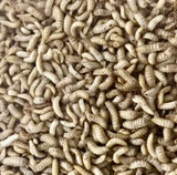 Black Soldier Fly Larvae 1kg
