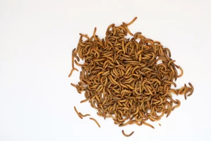 Mealworms