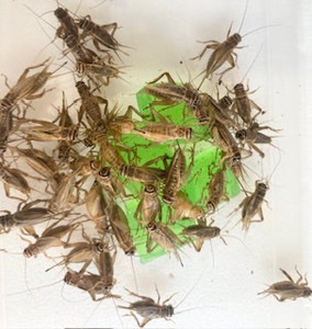 Crickets Large 2.5cm